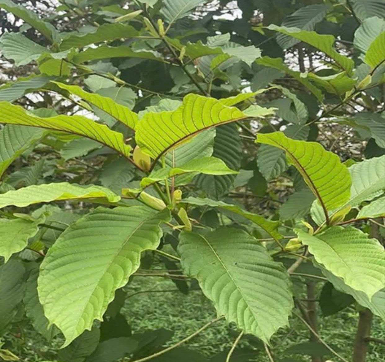 Tree Seeds