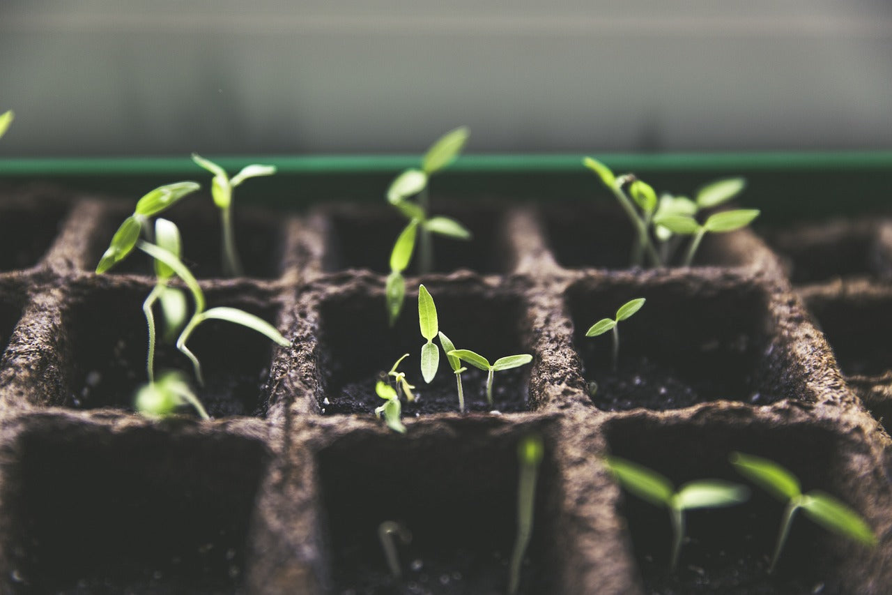 Growing Kits