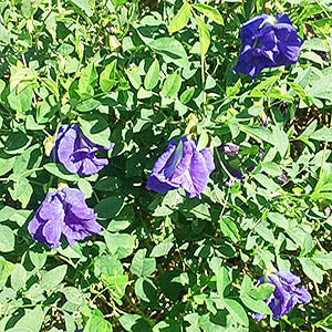 butterfly pea flower