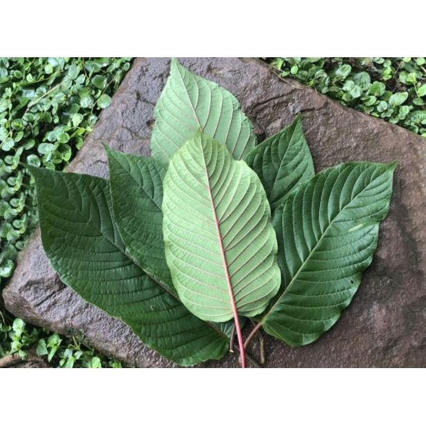 Kratom  Red Stem 2000+ Seeds