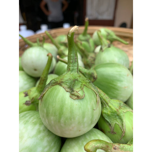 Thai Eggplant Seeds