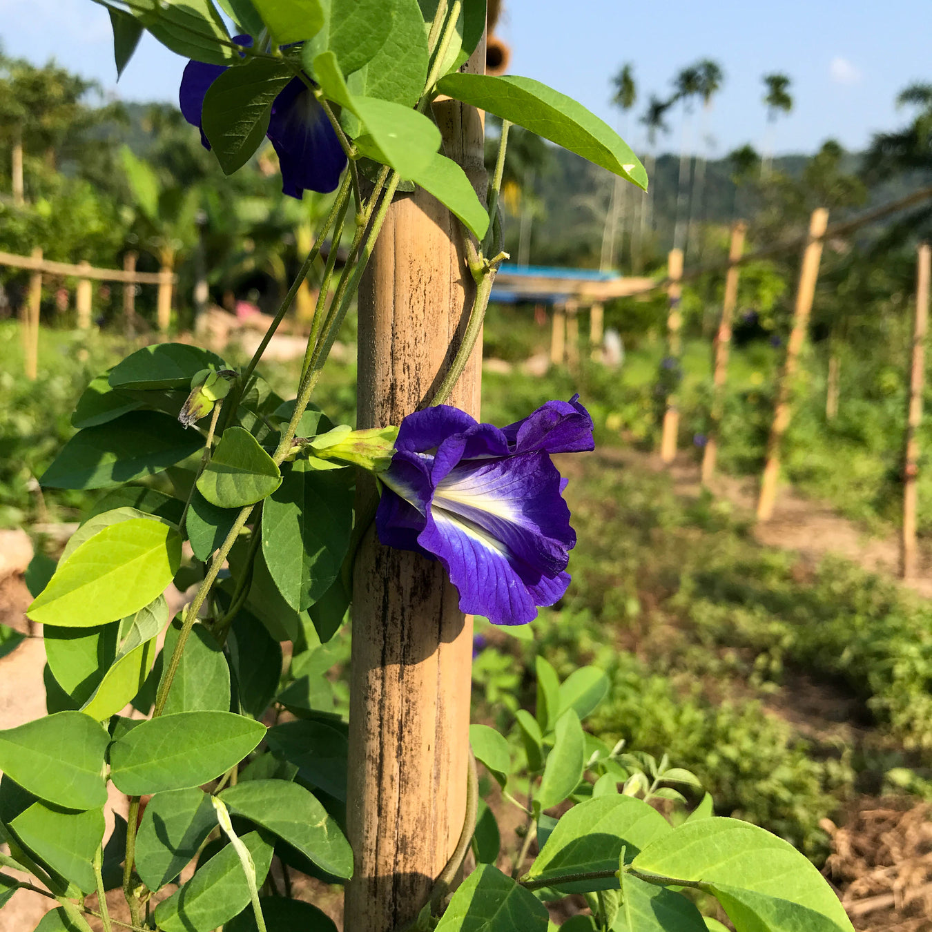 Butterfly Pea Seeds 