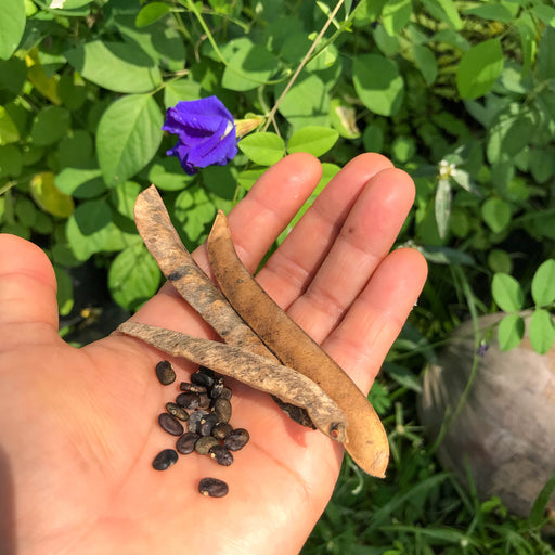 blue pea seeds