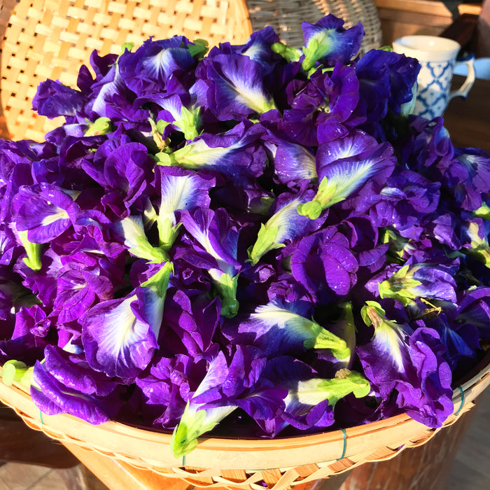 Butterfly Pea Seeds 