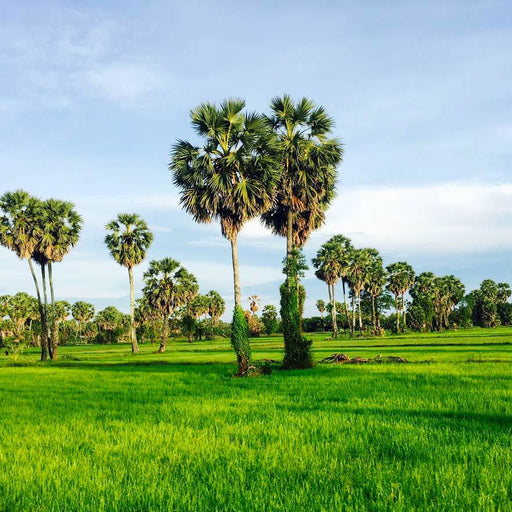 toddy palm sugar