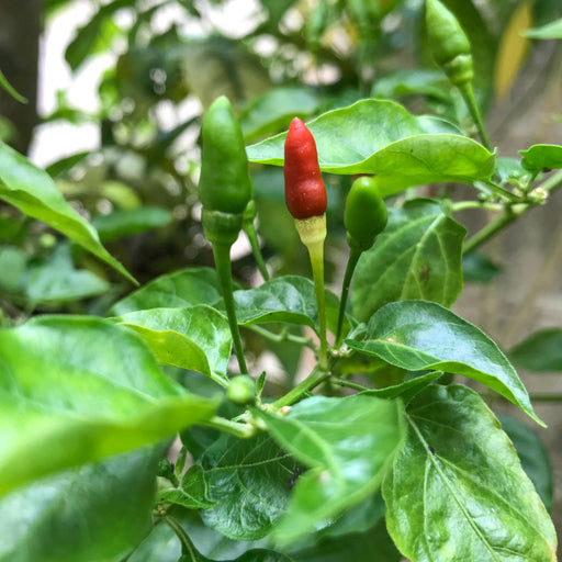 Thai Bird's Eye Chili Peppers Seed