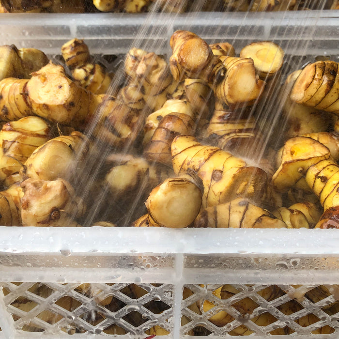 Galangal Dried Whole