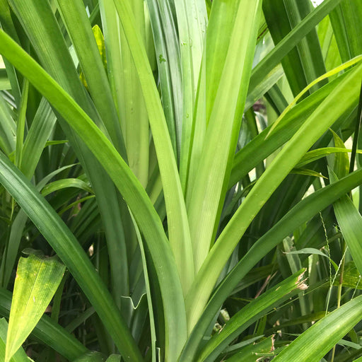 Pandan Leaf Powder