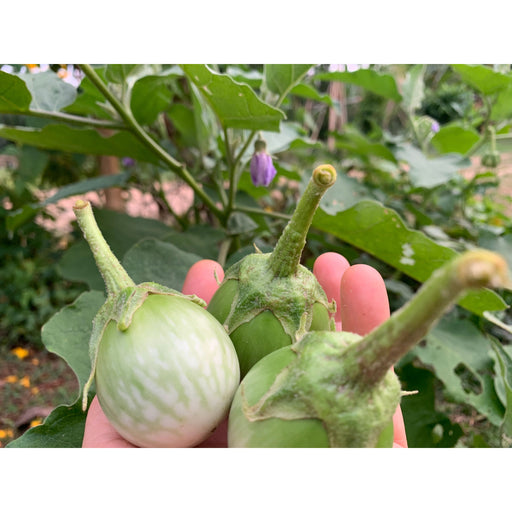 Thai Eggplant Seeds