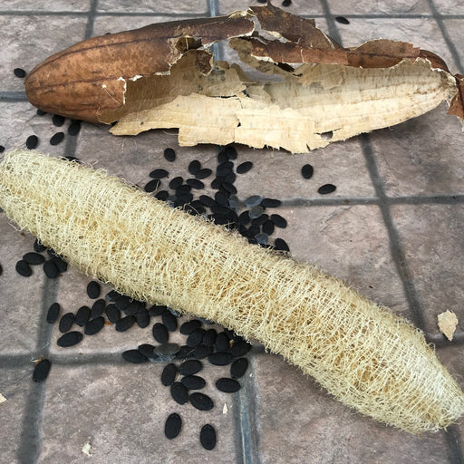 Smooth Loofah Gourd Seeds