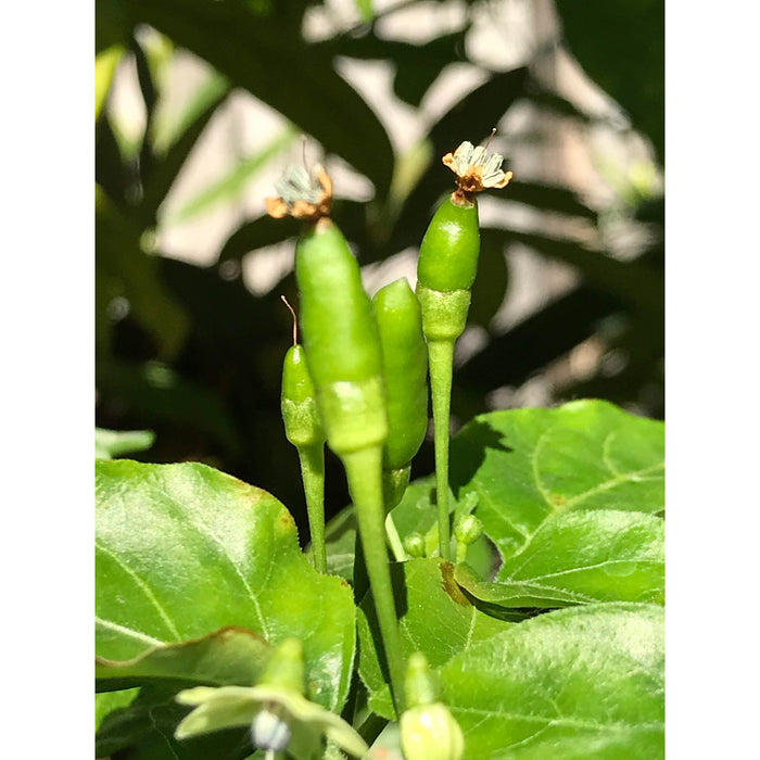 Thai Bird's Eye Chili Peppers Seed