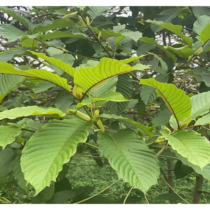 Kratom  Red Stem 2000+ Seeds