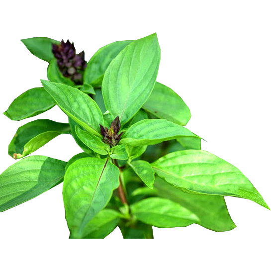 Thai Siam Queen Basil Seeds 