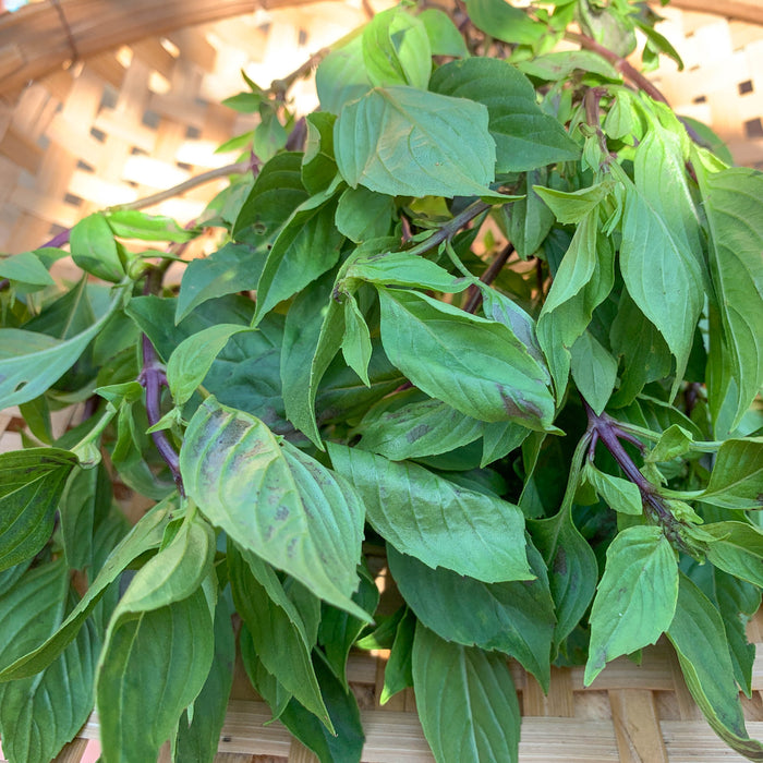 Thai Siam Queen Basil Seeds 