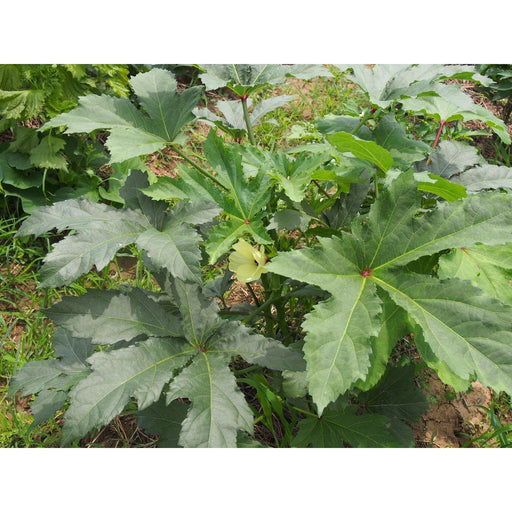 Green Okra Seeds