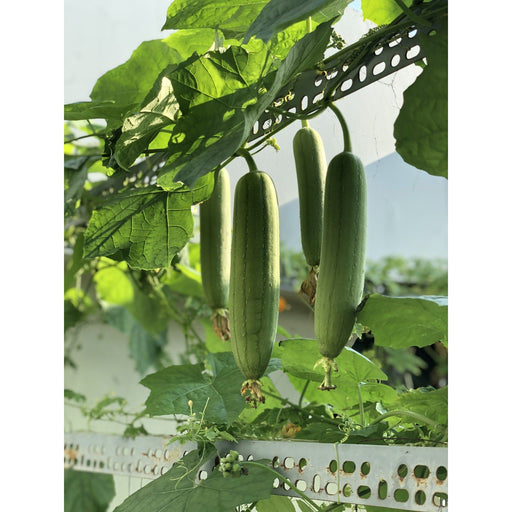 Smooth Loofah Gourd Seeds