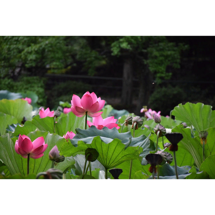 Lotus Flower Seeds for Home Planting 25 Seeds