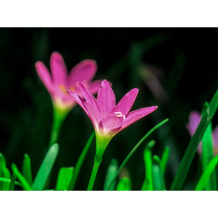 Pink Rain Lily 