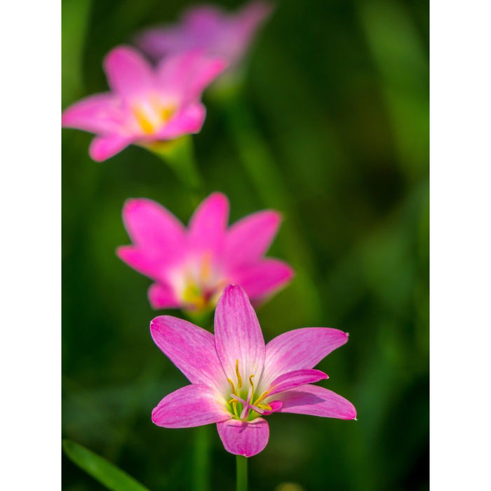 Pink Rain Lily 